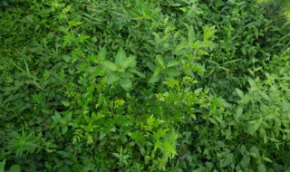 长寿藤茶的功效与作用 长寿藤茶的功效与作用是什么