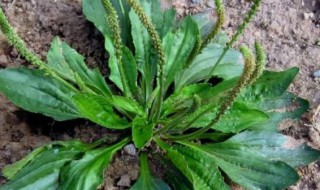 墓头回的功效与作用 墓头回的功效与作用介绍