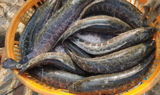 柴鱼的做法大全 柴鱼的烹饪方法