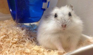 仓鼠十大品种 仓鼠十大品种简单介绍