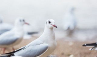 鸽子蛋功效 鸽子蛋功效解说