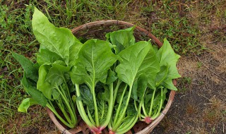 猪肝和菠菜的禁忌 猪肝和菠菜有什么禁忌