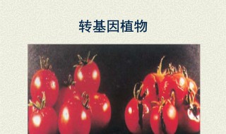 转基因植物的介绍和分类细节 关于转基因植物的介绍和分类细节