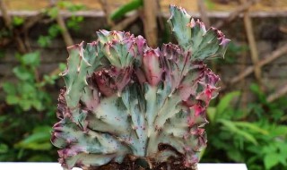 金麒麟花怎么养殖 金麒麟花如何养殖