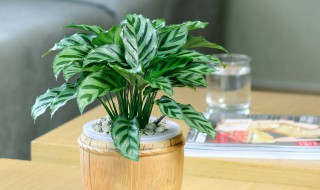 孔雀开屏花怎么养 孔雀开屏花如何养