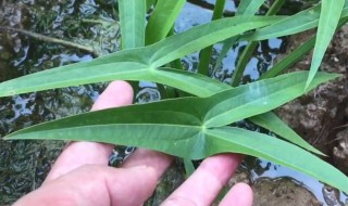 慈姑的作用与功效 慈姑的作用