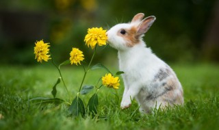 兔子陷阱怎么做 兔子陷阱怎么做能抓到