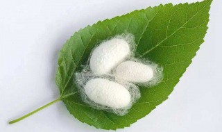 用四个词语概括蚕新生的过程 蚕介绍