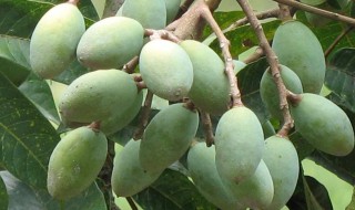 青果的功效与作用及禁忌 青果的功效与作用及禁忌有哪些