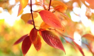 走进浅秋唯美句子 走进浅秋唯美句子精选