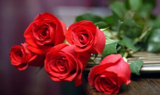 描写玫瑰花的作文 描写玫瑰花的作文