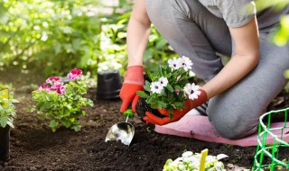 我喜欢的植物作文 作文我喜欢的一种植物