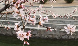 关于落花的唯美句子 关于落花的唯美语录