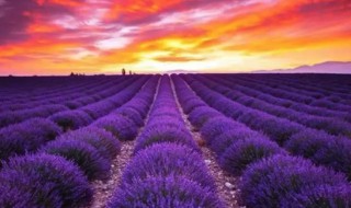 紫色的象征意义 紫色有如下象征意义