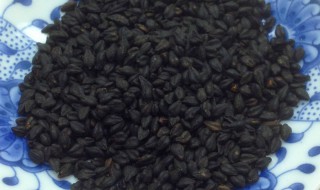 黑苦荞茶的功效与作用及黑茶食用方法 黑苦荞茶有哪些功效与作用及用方法