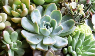 多肉植物怎么养爆盆 多肉植物养爆盆的方法
