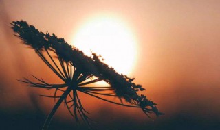 经典抖音最火的伤感句子 经典抖音最火的伤感句子有哪些