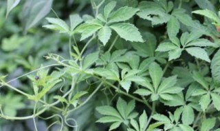 绞股蓝茶的功效与作用是什么 关于绞股蓝茶的功效与作用