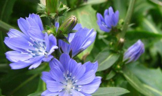 菊苣怎么读 菊苣读音和资料