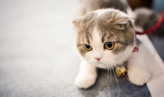 猫咪绝育前注意事项 盘点猫咪绝育前注意事项