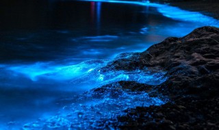 蓝眼泪最佳观看时间 蓝眼泪最佳观看时间是几月