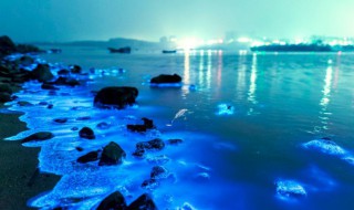 平潭蓝眼泪出现的月份 平潭蓝眼泪一般出现的月份