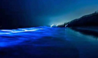 海边蓝眼泪是什么 海边蓝眼泪是啥