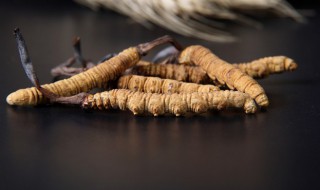 冬虫夏草为什么这么好 冬虫夏草好的原因介绍