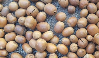 橡子有什么作用呢 橡子作用简介