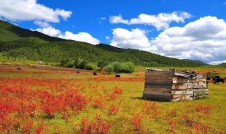 去香格里拉旅游怎么样 有哪些好玩的景点介绍