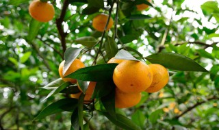 脐橙是什么意思啊 脐橙简述