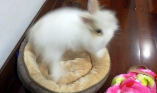 魔怔是什么意思啊 看完你就理解了