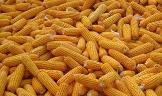 掰玉米粒有什么方法 试试这两种方法