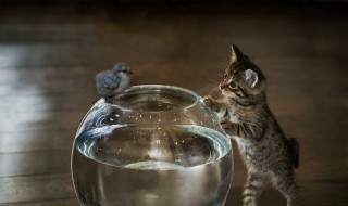 动物有什么避暑方法 动物有哪些避暑的方法