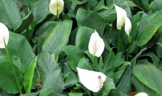 白掌的种植方法 白掌的养殖方法