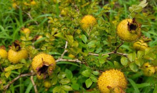 刺梨泡酒的制作方法 刺梨如何泡酒