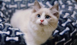 布偶猫怎么看品相 教你布偶猫看品相的方法