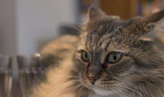 公猫和母猫区分图 如何区分公猫和母猫