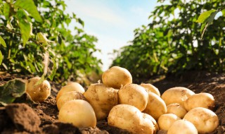 土豆的菜园种植方法 什么时间种植合适