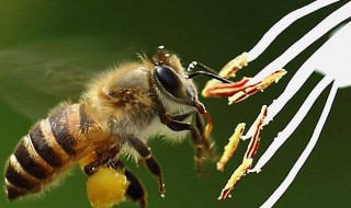 蜜蜂箱夏季降温方法 炎热的夏天怎么给蜜蜂降温