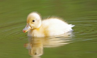 褪鸭子细绒毛的方法 鸭子的细绒毛怎么褪