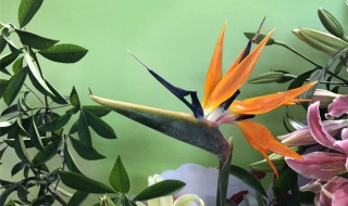 鹤望兰的养殖方法和注意事项 一起来看看吧