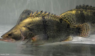 桂鱼的日式制作方法 桂鱼的日式制作方法简述