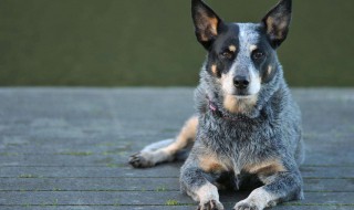 驱赶野狗的最佳方法 有什么实用的技巧