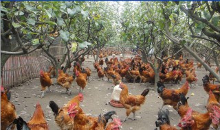 种鸡最好的养殖方法 种鸡的饲养管理方法