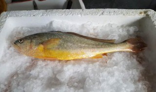 1斤黄花鱼制作方法 1斤黄花鱼制作方法介绍