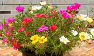 花长虫子怎么处理 解决长虫子的步骤