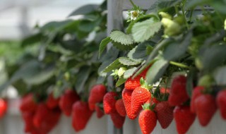 草梅的种植管理方法 如何种植草莓