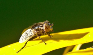 用什么方法去除果蝇 如何除果蝇