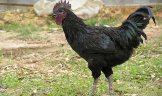 酱油腌鸡的正确方法 酱油腌鸡家常做法